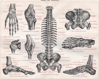 Impression antique de ligaments humains : illustration d'anatomie médicale originale des années 1890 de Meyers Konversations-Lexikon