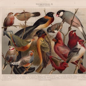May include: A vintage print featuring a collection of colorful birds perched on branches. The birds display a variety of plumage, including red, orange, black, and gray. The print includes text in German.