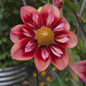 Gorgeous Open Pollinated Dahlia Seeds (30 seeds per packet)