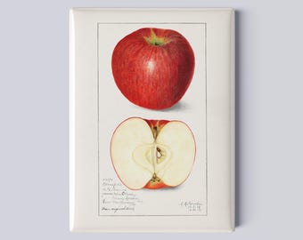 Heirloom Apple Botanical Magnet – 2.5"x3.5” Magnet - Vintage Watercolor Drawing of Amanda Almira Newton from USDA - Kitchen Decor
