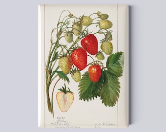 Vintage Strawberries Botanical Magnet – 2.5x3.5 Magnet from Vintage Fruit Print Watercolor of Amanda Almira Newton from USDA - Kitchen Decor