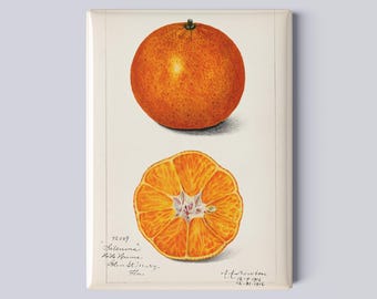Vintage Satsuma Orange Botanical Magnet – 2.5x3.5” Magnet, Vintage Fruit Print of Amanda Almira Newton from USDA - Kitchen Decor
