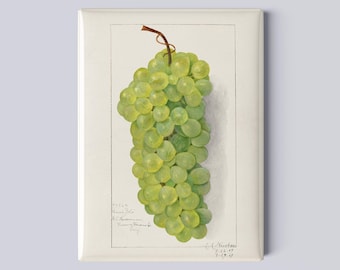 Vintage Grapes Botanical Magnet – 2.5x3.5” Magnet, Vintage Fruit Print of Watercolor of Amanda Almira Newton from USDA - Kitchen Decor