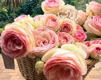 Eden Climber rose cuttings for propagation