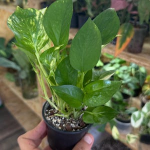 Op de afbeelding: Een kleine potplant met heldergroene bladeren, sommige met gele bonte bladeren, wordt in een zwarte pot gehouden. De plant is omgeven door andere planten op een houten plank, wat een natuurlijk, botanisch thema creëert.