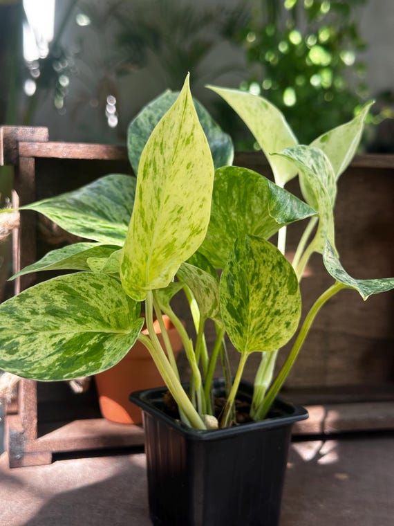 Epipremnum Marble Queen - Bunte Pothosblumen im 7cm Blumentopf - Einfach  hngende Zimmerpflanze - Etsy.de