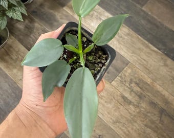 Zilveren zwaard Philodendron | Kamerplant