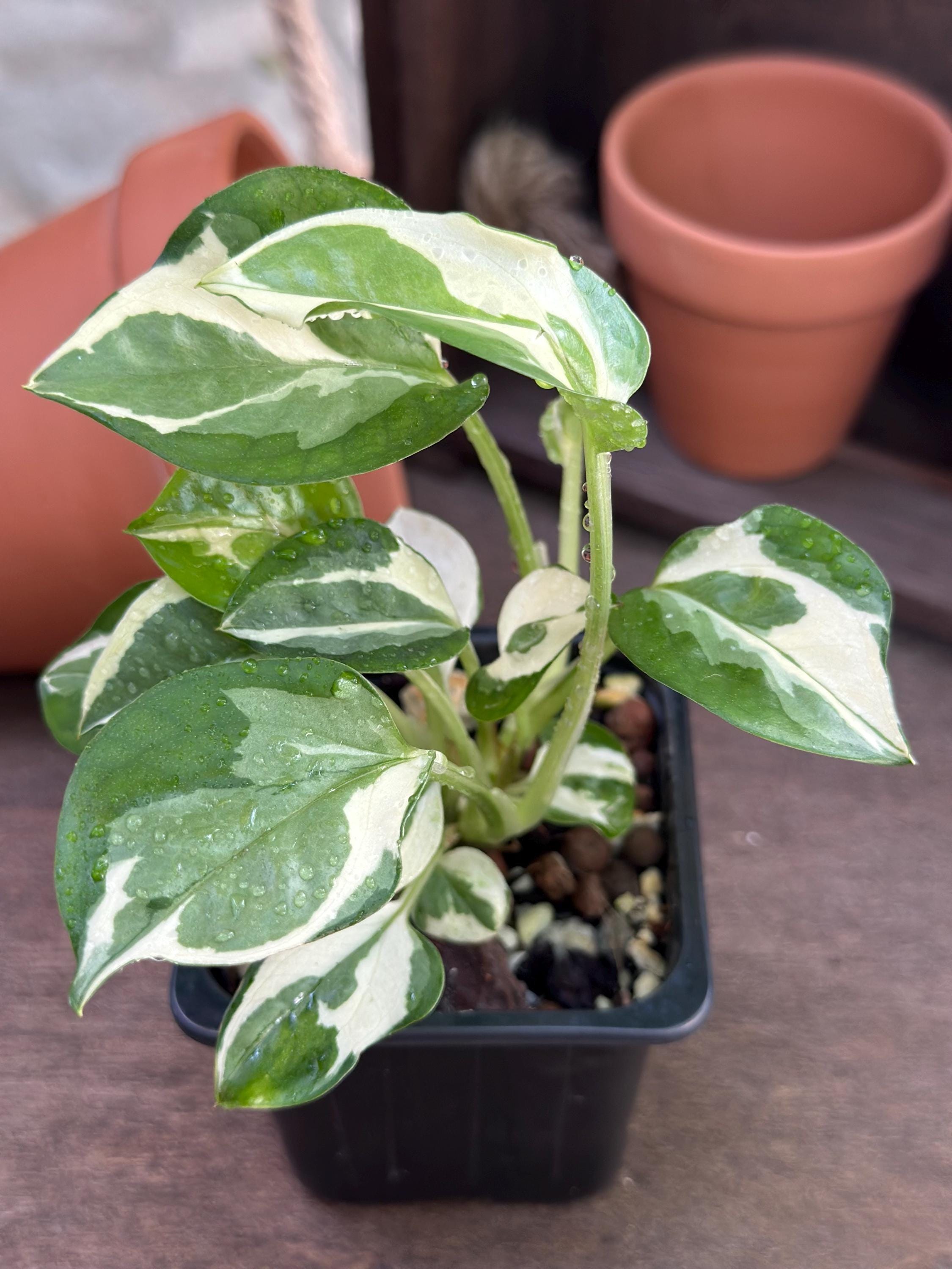 Jade pothos plant - Etsy.de