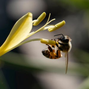 Op de afbeelding: Een close-up van een honingbij die zich vastklampt aan een gele bloem. De bij, met zijn zwart-gele gestreepte lichaam, hangt ondersteboven en verzamelt nectar. De bloem heeft delicate bloemblaadjes en een zachte, vage achtergrond.