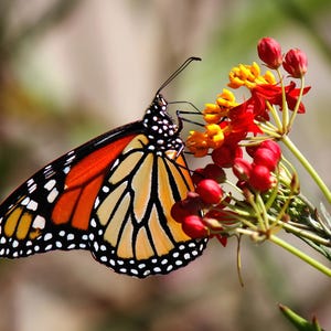 Monarch Butterfly Art Print: Milkweed, Nectar, Pollination