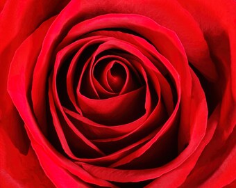 May include: Close-up of a vibrant red rose, showcasing the intricate spiral of its petals. The image highlights the rich color and texture of the flower, with a focus on the delicate layers and the deep red hue.