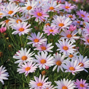 Può includere: Primo piano di un campo di margherite in piena fioritura. I fiori hanno petali bianchi con una sfumatura rosata e centri arancioni brillanti. Il fogliame verde fa da sfondo ai fiori colorati.
