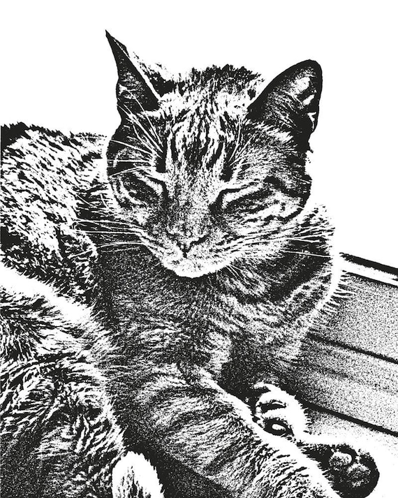 Cat Art, Kitty in the Sun, Signed 11x14 Print
