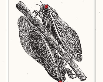 Cicada Print, Dual Emergence 2024, 11x14 Limited Edition Print