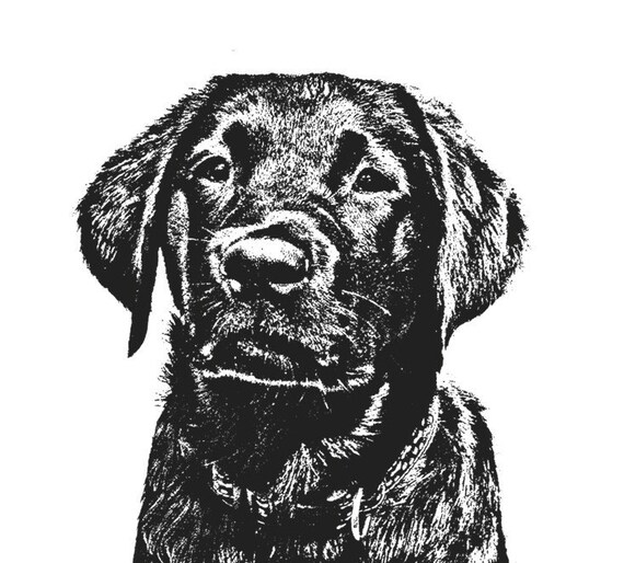 8x10 Black Lab Puppy Print Black Lab Gifts Labrador Retriever
