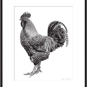 May include: Black and white line art illustration of a rooster with a large comb and wattles. The rooster is standing with its tail feathers spread out.