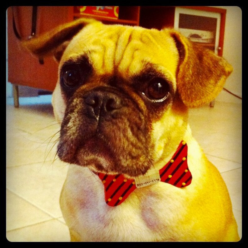 Bow Tie Leather dog Collar no more jingle jangle Just a great Etsy