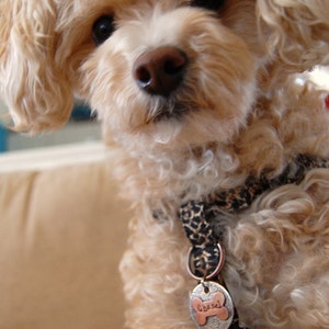 Personalized Pet tag ID / Sophia Multi Metal Bone tag Personalized Custom Identification Pet Jewelry image 2