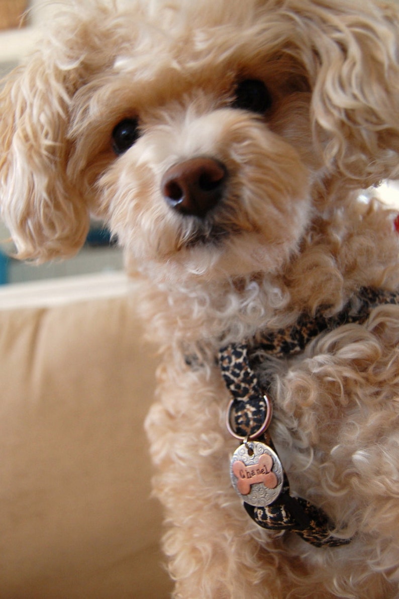 Pet id tag / Sophia Multi Metal Bone Personalized Custom Identification Pet Jewelry image 2