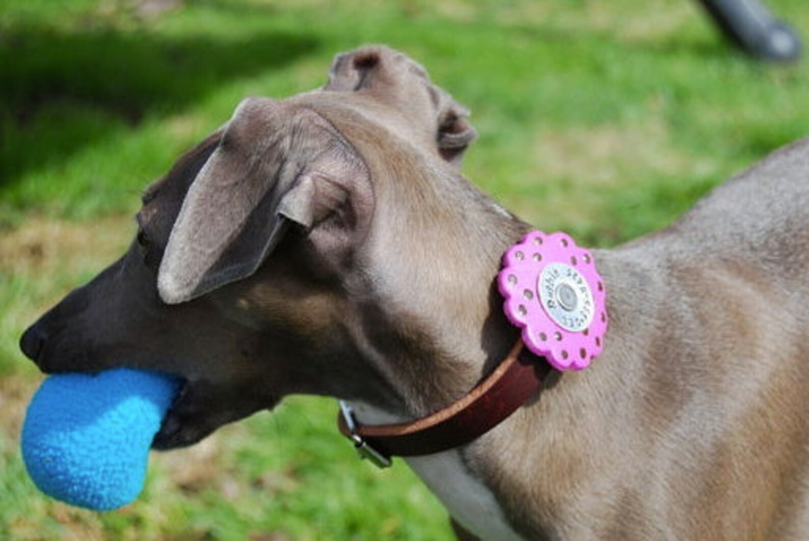 Leather Dog Collar / Darling Poppy Top / This Collar Has Tag - Etsy