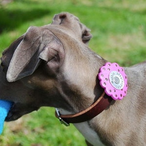 Leather Dog Collar / Darling Poppy Top / This collar has tag and collar ALL IN ONE You choose the colors image 3