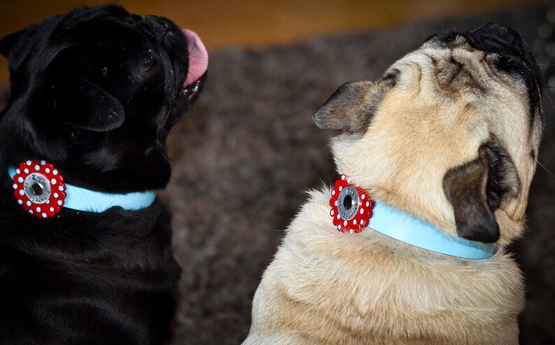 Leather Dog Collar / Darling Poppy Top / This collar has tag and collar ALL IN ONE You choose the colors image 5