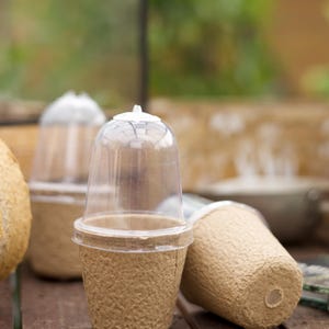 Könnte beinhalten: Vier braune biologisch abbaubare Töpfe mit durchsichtigen Plastikkuppeln oben. Die Töpfe stehen auf einer Holzoberfläche.