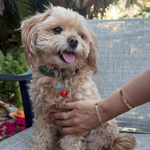 Pulsera con nombre de perro, pulsera para amantes de los perros, pulsera de cuentas, pulsera con letras, pulsera de cuentas doradas. Pulsera personalizada con nombre de perro, regalos para perros
