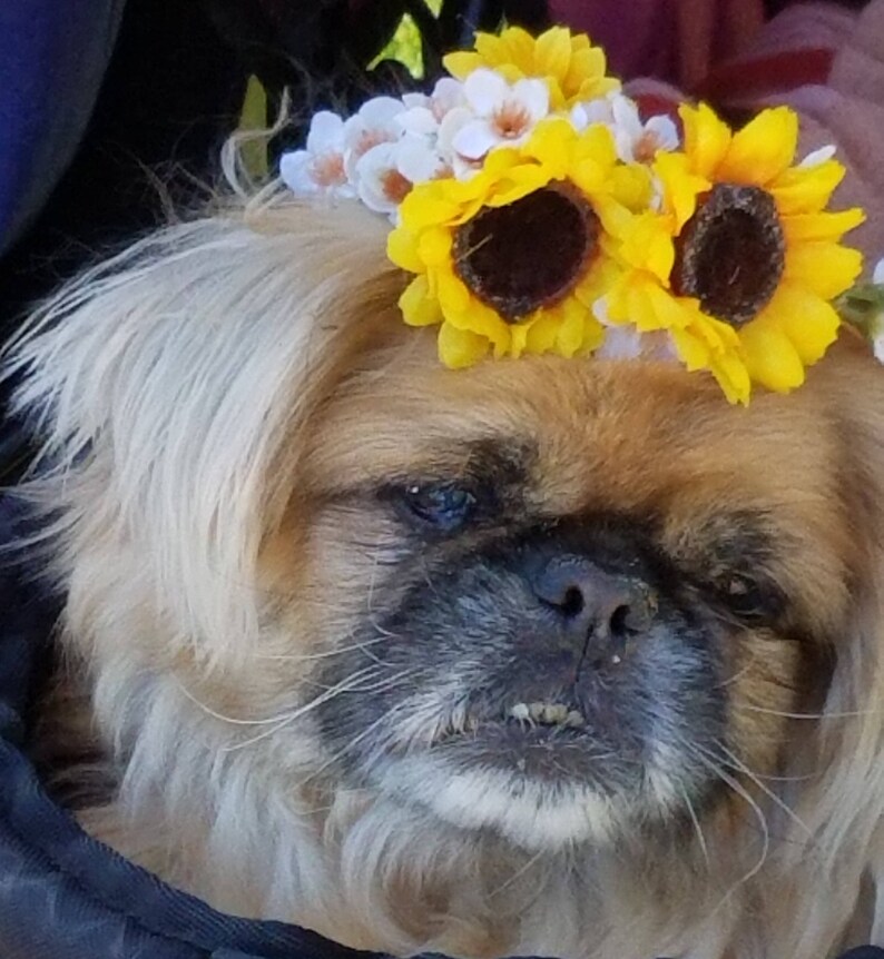 Pet accessories sunflower Flower crown dog collar yellow puppy Etsy
