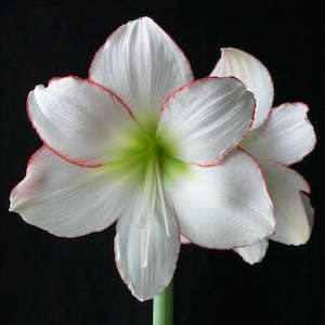 SEEDS: Very Limited Supply, 10-12+ Seed from Amaryllis Picasso; Free Shipping to Continental USA; Also ship to Canada