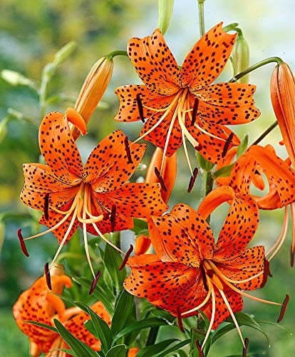 VERY LIMITED Supply, Nine (9+) Tiger Lily Bulblets, New Harvest