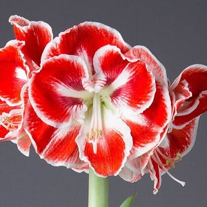 Amaryllis SEED From Samba Amaryllis, 2023 Harvest, 10- 12+ Seeds, Free Shipping to continental USA; Also ship to Canada