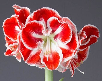Amaryllis SEED From Samba Amaryllis, 2024 Harvest, 10- 12+ Seeds, Free Shipping to continental USA; Also ship to Canada