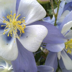 SEEDS, Late Summer Harvest: Sky Blue Columbine Seeds, Large 2-3&quot; Blooms, 20+ Seeds, Free Shipping within Continental USA