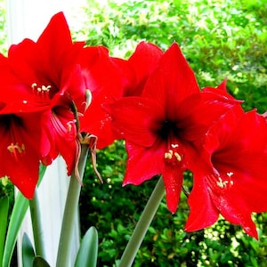 May include: Close-up of three red amaryllis flowers in bloom. The flowers have white centers and are surrounded by green foliage.