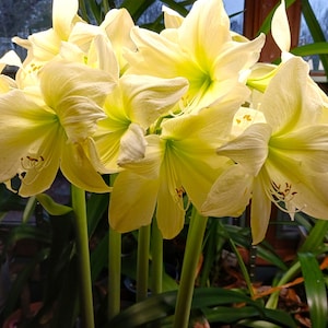 SEED from Amaryllis CROSS-POLLINATIOn: Exciting New Option this year; Free Shipping to continental USA; Also ship to Canada