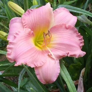 10 DAYLILY SEEDS, Pink Daylilies, Mix from Different Pinks