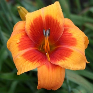 May include: A single orange and red lily flower with a yellow center. The flower has a water droplet on one of the petals.