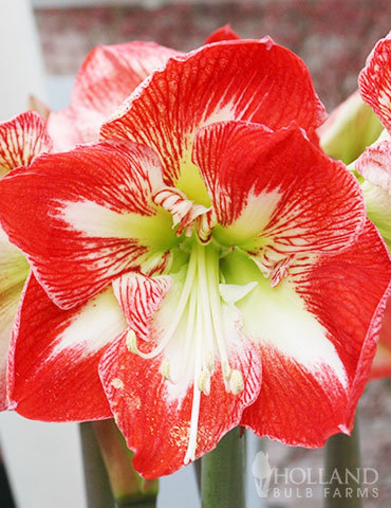 Seed New Harvest 6 AMARYLLIS STARGAZER Seed