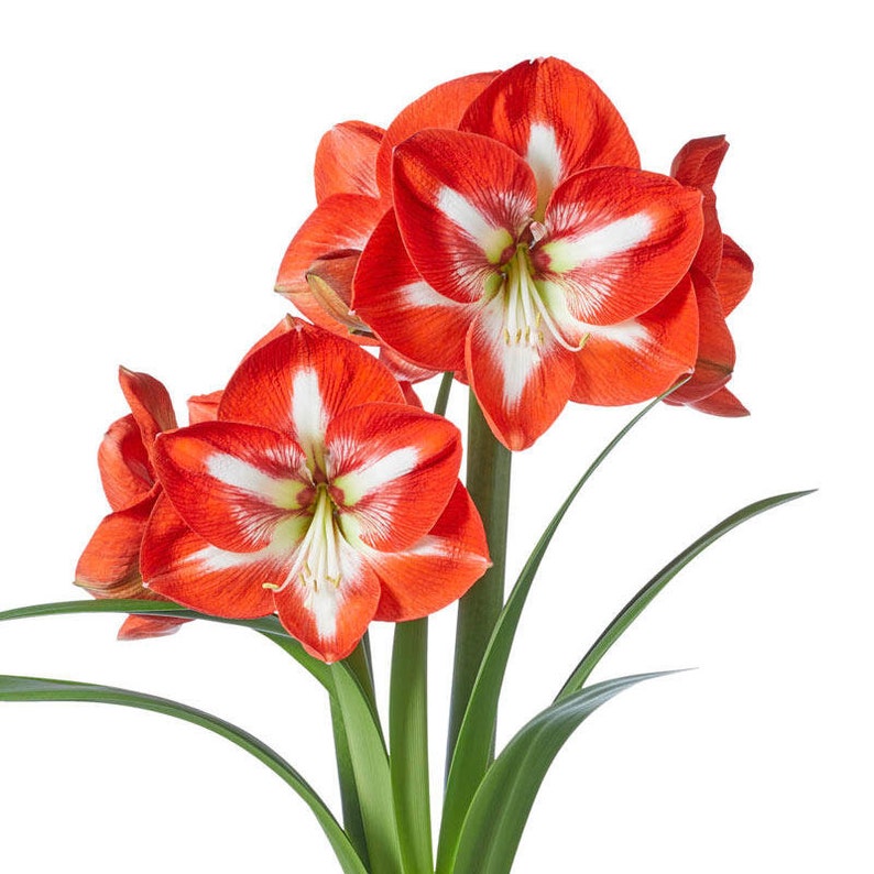 Seed New Harvest 6 AMARYLLIS STARGAZER Seed