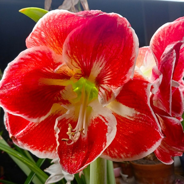 AMARYLLIS SEEDS from Samba, 10+ Seeds. Free Shipping within Continental U.S.A.  1.95 to Canada