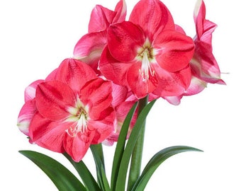 12+ Seeds from CANDY QUEEN Amaryllis; Easy to Grow, Free Shipping in USA; 1.95 United States Dollars to Canada