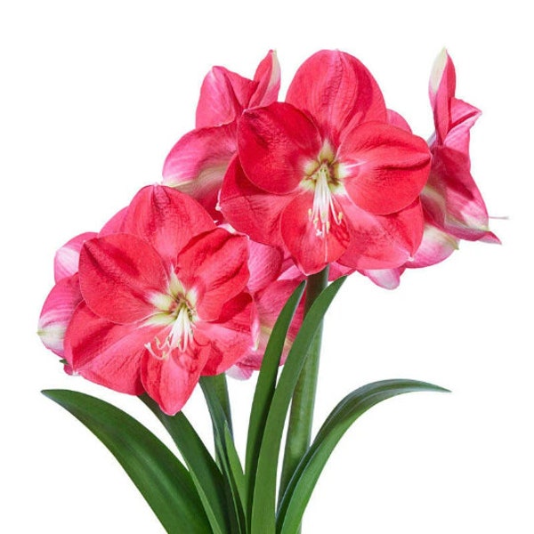 12+ Seeds from CANDY QUEEN Amaryllis; Easy to Grow, Free Shipping in USA; 1.95 United States Dollars to Canada