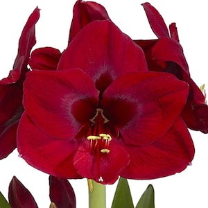 SEEDS, LIMITED Supply: Black Pearl Amaryllis,  Harvested 2024, 10+ Seed, Free Shipping to continental USA; Also ship to Canada