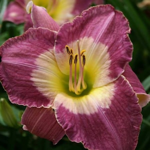 Daylily Seed from MAYLASIAN MONARCH, 7 Seeds; Limited Supply