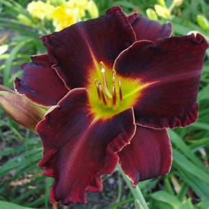DAYLILY SEEDS from Bela Lugosi Daylily Plants, 10-12 Robust Seeds
