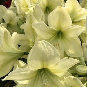 SEEDS from Lemon Star Amaryllis; 10-12+ Seeds, Free Shipping to Continental USA; 1.95 USD per Pack to Canada