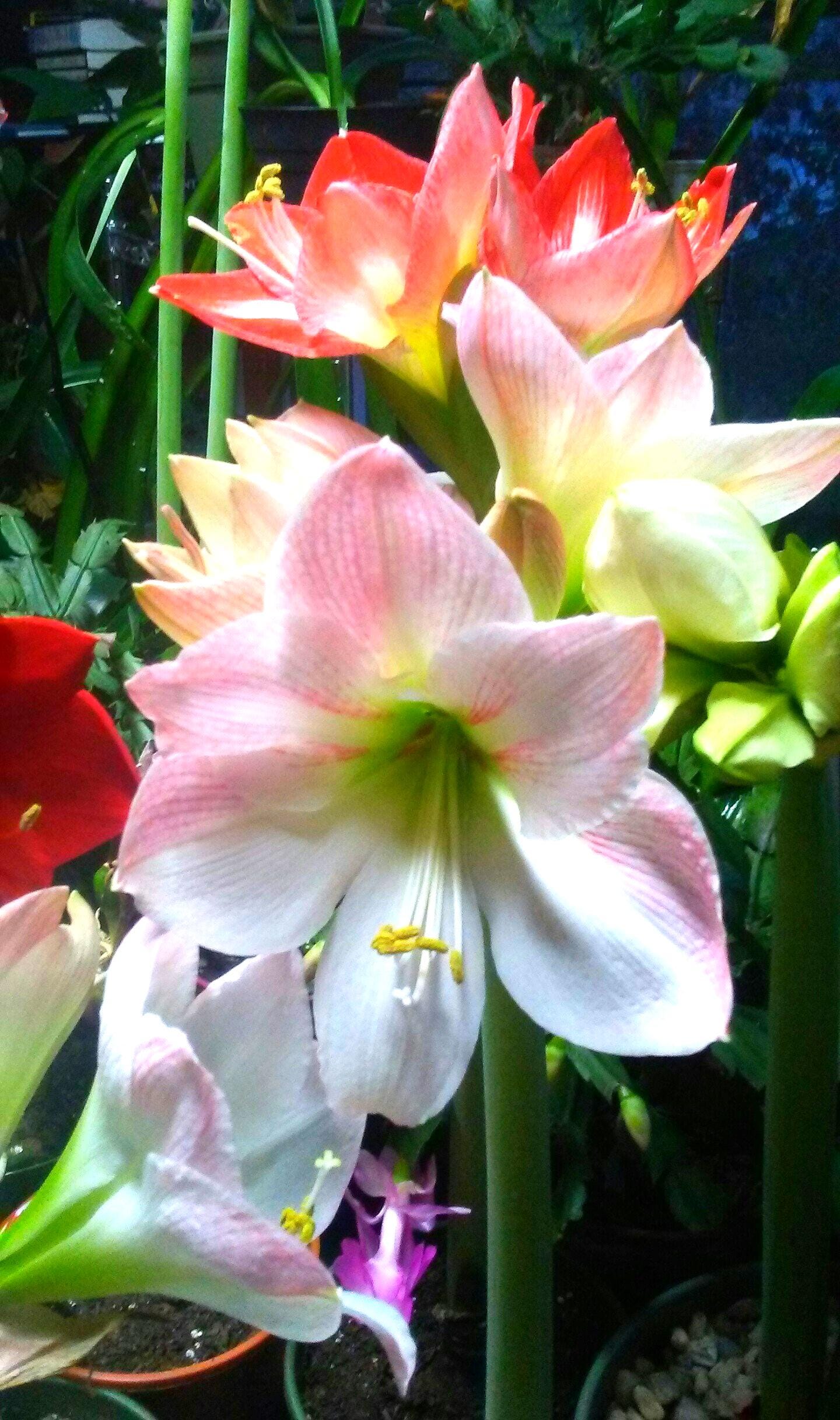 Amaryllis Seed - Etsy Canada