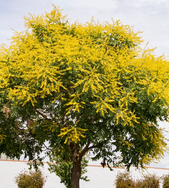 LANDSCAPING ACCENT, Golden Rain Tree Seeds, 15-18 Seeds, Shipping