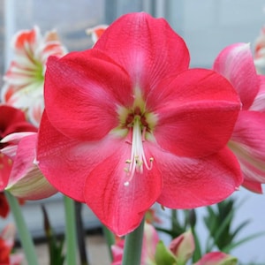 May include: Close-up of a vibrant red amaryllis flower in full bloom. The petals are a deep red with a lighter pink hue towards the center. The flower has a prominent white stamen and a green center. Other flowers are visible in the background.